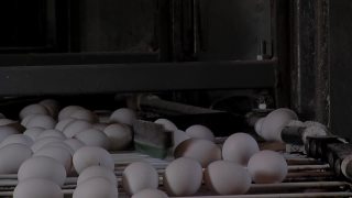 家禽养殖场，鲜鸡蛋自动移动输送机，工业鸡蛋生产线。关闭了。视频素材模板下载