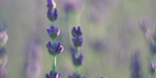 薰衣草花的春天背景与美丽的紫色和散景灯。日落时分，法国普罗旺斯田野里盛开的薰衣草。关闭了。有选择性的重点。慢动作