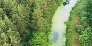 4K鸟瞰图绿色森林景观与松林和小沼泽沼泽湿地。从夏天晚上的态度俯视图。无人机飞行鸟瞰绿色的针叶林