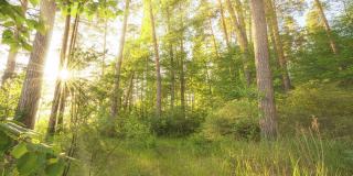 漫步在精灵森林的绿色草地上。早晨的阳光从绿树的枝头中照射出来。绿色的森林用温暖的阳光照亮。高质量拍摄，4K