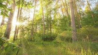漫步在精灵森林的绿色草地上。早晨的阳光从绿树的枝头中照射出来。绿色的森林用温暖的阳光照亮。高质量拍摄，4K视频素材模板下载