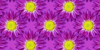 紫罗兰色背景，菊花。花卉动画图案与无缝循环