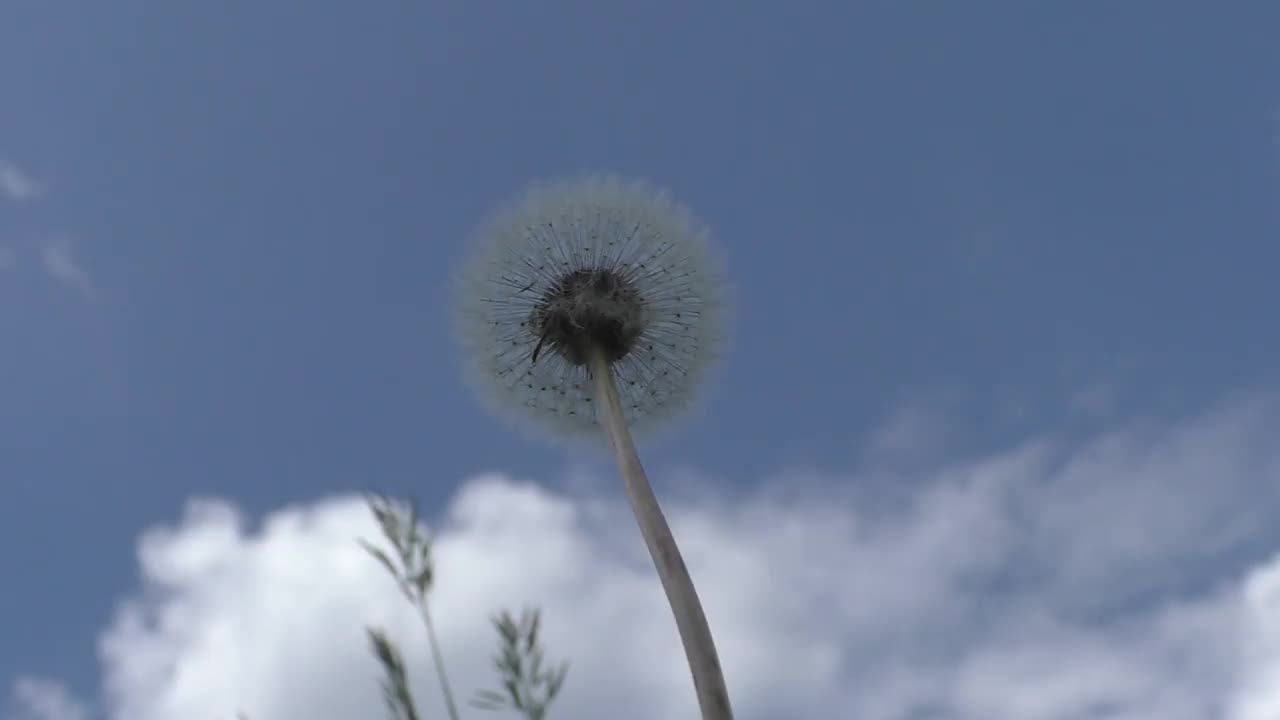 白色的蒲公英顶着蓝天。在蒲公英细长的壶嘴顶部，有许多降落伞，在它们的帮助下，蒲公英果实可以在气流中飞行很长时间