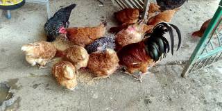 母鸡吃种子。吃谷物的散养鸡。鸡在外面。在户外农场动物。
