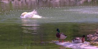 水鸟在湖上漂浮和沐浴