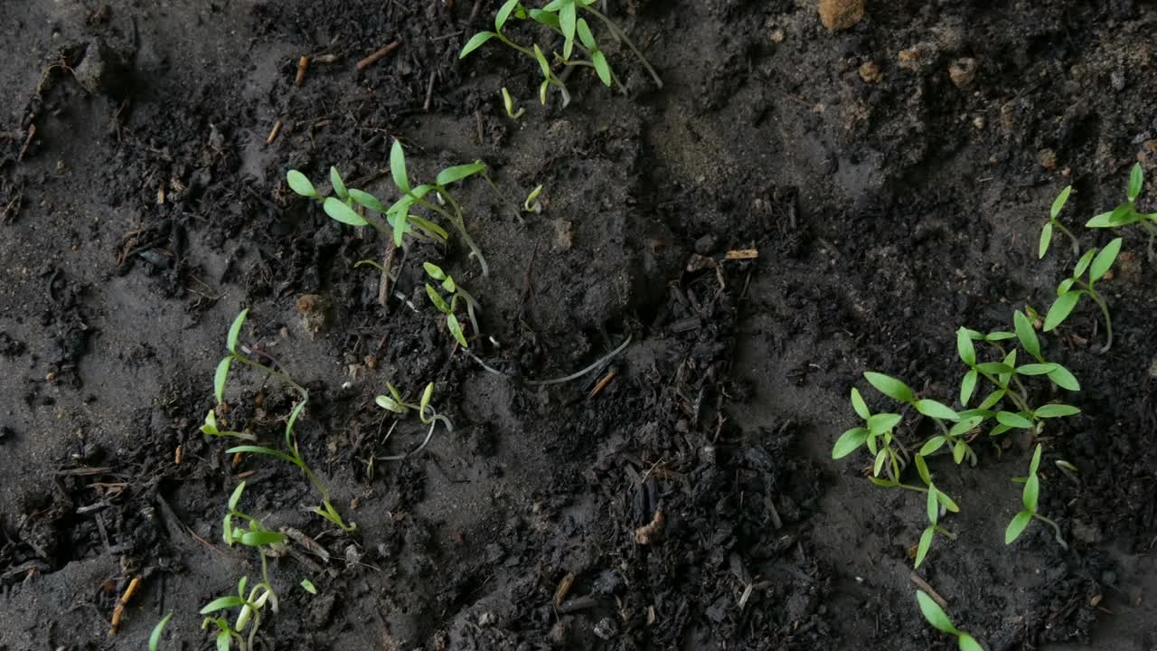 植物的小苗长在地下