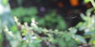 小蜘蛛在花园里织蜘蛛网