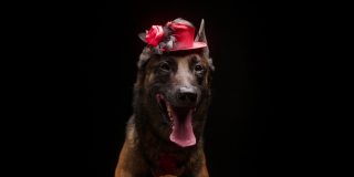 画像的棕色比利时牧羊犬与红色的小帽子在黑色的背景。马里诺斯吟游诗人吐舌头呼吸的特写。拍摄家畜在服装摆姿势，看着相机