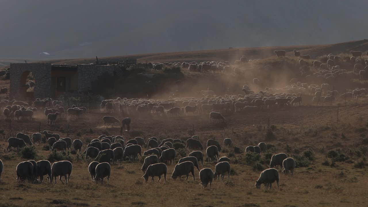 意大利农村:羊在阿布鲁佐