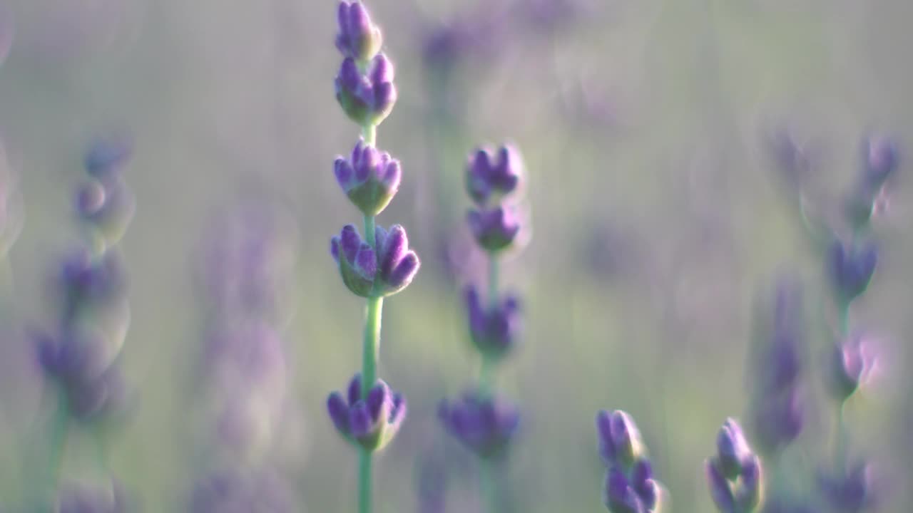 薰衣草花的春天背景与美丽的紫色和散景灯。日落时分，法国普罗旺斯田野里盛开的薰衣草。关闭了。有选择性的重点