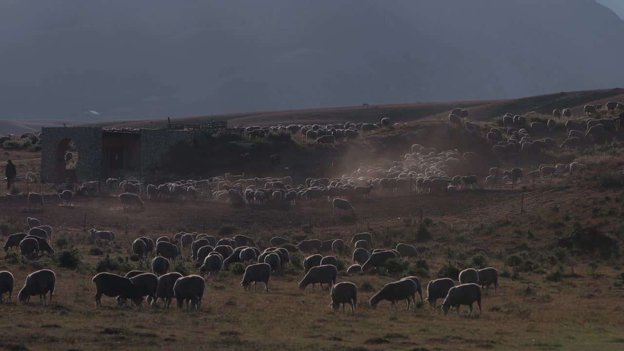 意大利农村:羊在阿布鲁佐