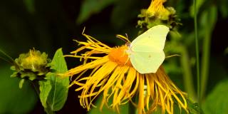 一只黄色的卷心菜蝴蝶正在从黄色的Elecampane花中吸取花蜜