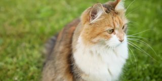 傲慢的短毛家养搞笑虎斑猫偷偷穿过新鲜的绿色草地草地背景。夏天，小猫在花园后院散步。宠物保健和动物概念