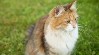 傲慢的短毛家养搞笑虎斑猫偷偷穿过新鲜的绿色草地草地背景。夏天，小猫在花园后院散步。宠物保健和动物概念视频素材模板下载