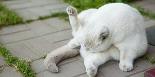 有趣的短毛家白猫坐在和舔石头地板的背景。夏日里，一只英国小猫在后院晒太阳。宠物保健和动物概念
