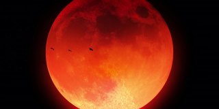 一群鸟在血红色的月亮前飞翔的剪影