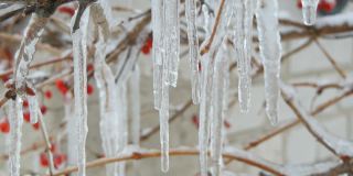 融化滴冰柱从树枝在早春微距近看。透明美丽的冰柱在那里融化，水滴在冰冻的红浆果的背景下被看到