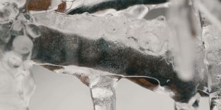 融化滴冰柱从树枝在早春微距近看。透明美丽的冰柱在那里融化，通过下落的水滴可以看到