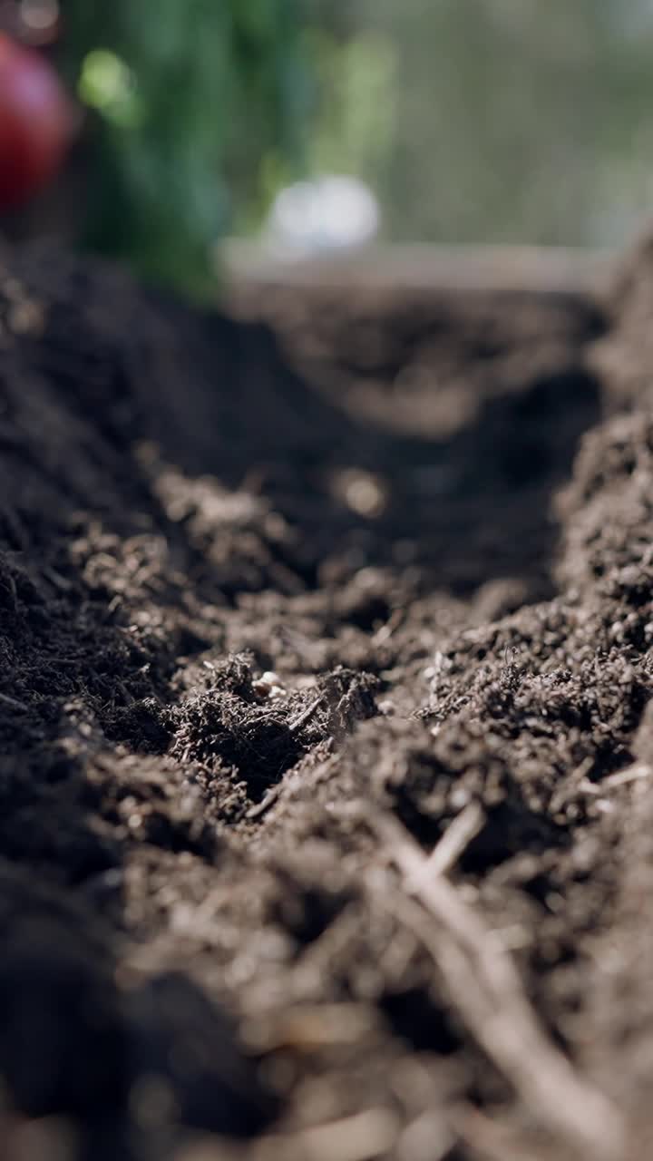 农民手工播种到土壤的特写