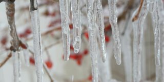 融化滴冰柱从树枝在早春微距近看。透明美丽的冰柱在那里融化，水滴在冰冻的红浆果的背景下被看到