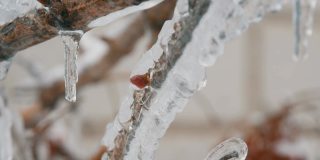 融化滴冰柱从树枝在早春微距近看。透明美丽的冰柱在那里融化，通过下落的水滴可以看到