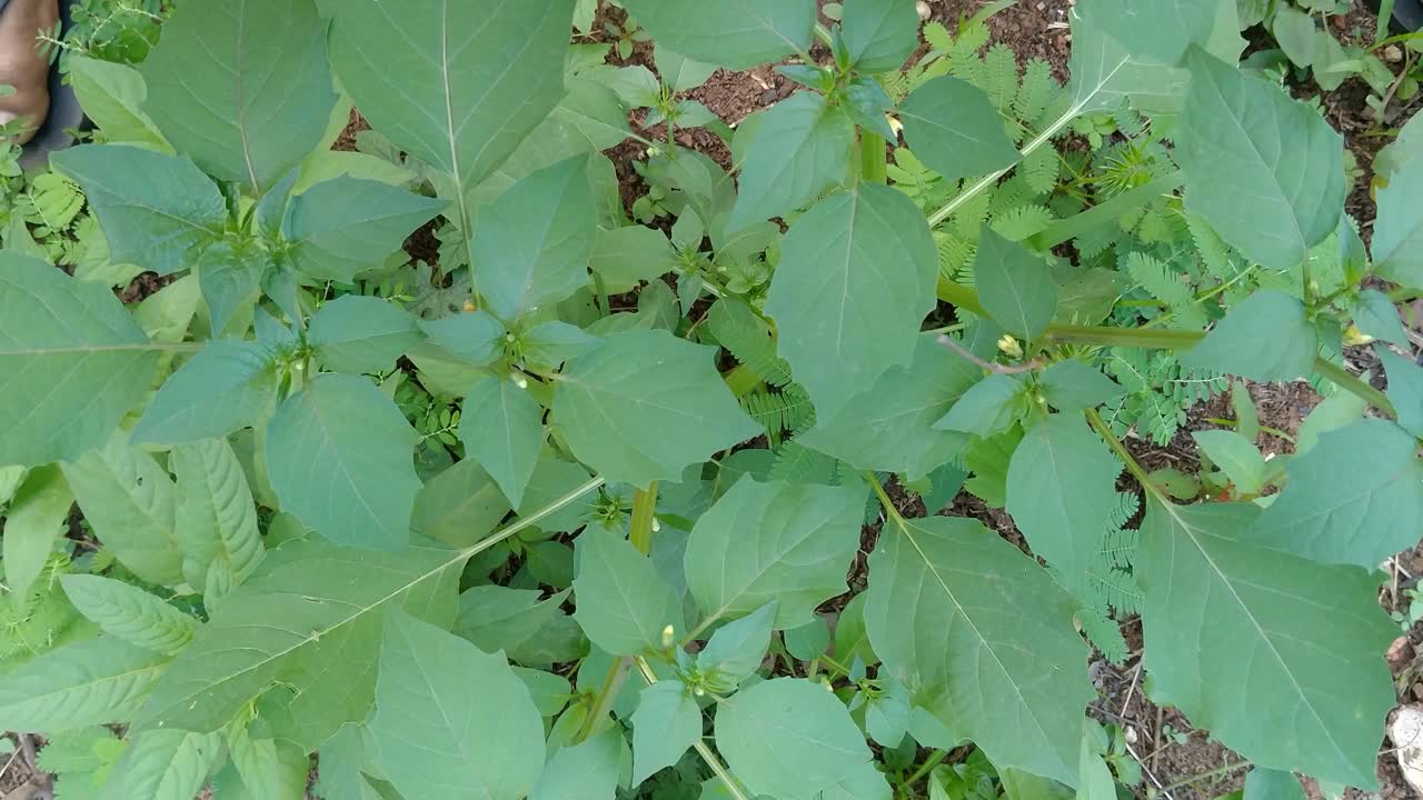 东黑颠茄(Solanum ptycanthum)是一种本土的一年生颠茄，常见于森林、沼泽和海滩