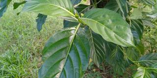 诺丽(Morinda citrifolia)原产于东南亚地区，属于茜草科。这种植物生长在低地