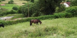 棕色的马在小山上牧场的牧场上吃草