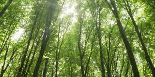 夏天的森林树木。大自然绿色木材阳光背景。
