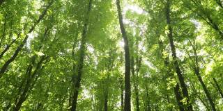 夏天的森林树木。大自然绿色木材阳光背景。