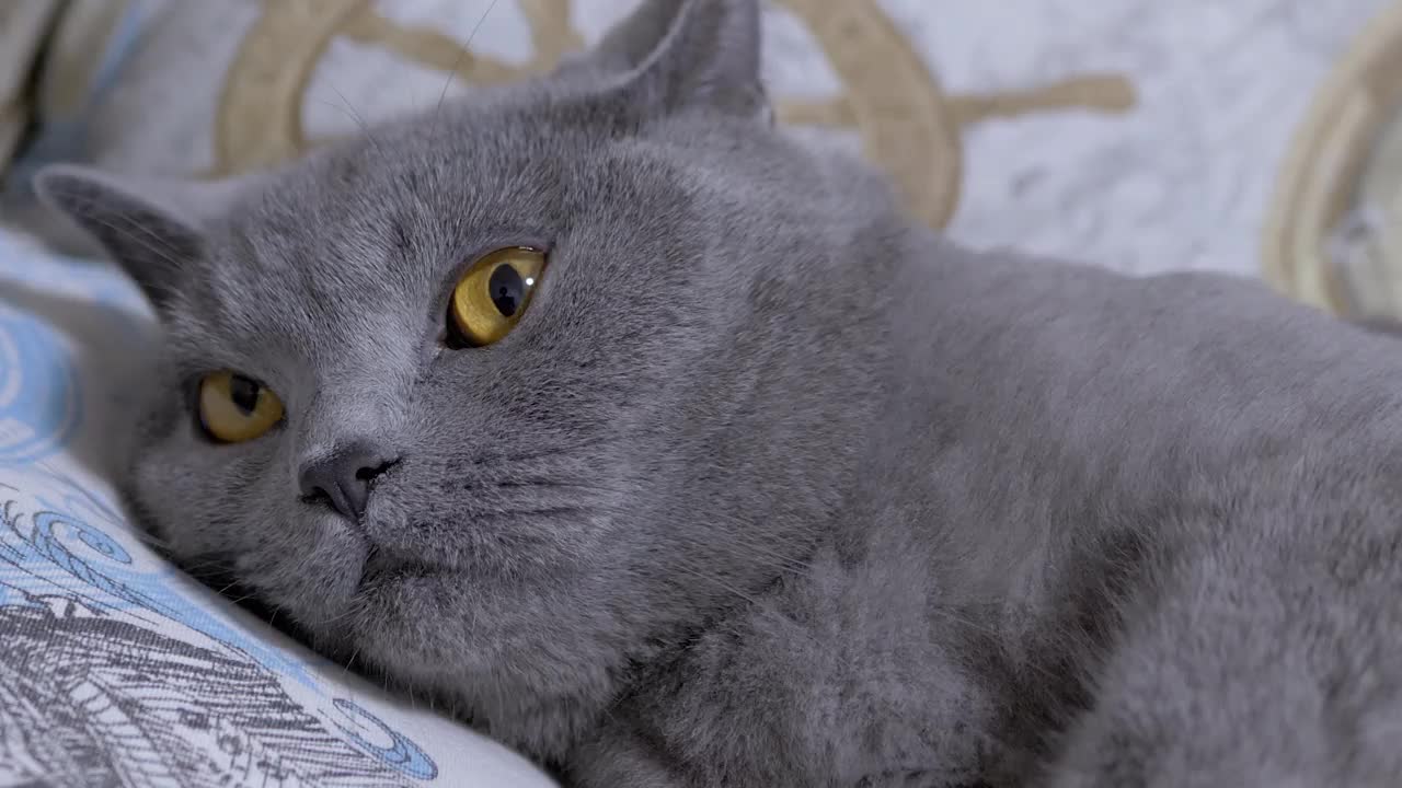 灰色的英国家猫，棕色眼睛，在床上睡着了。变焦