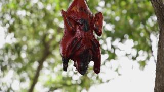 北京烤鸭挂在树上特写，挂烤北京烤鸭以散景为背景视频素材模板下载