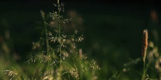 在金色的夕阳下，在田野的绿草中，薄薄的美丽的圆锥花序。阳光照射在植物上