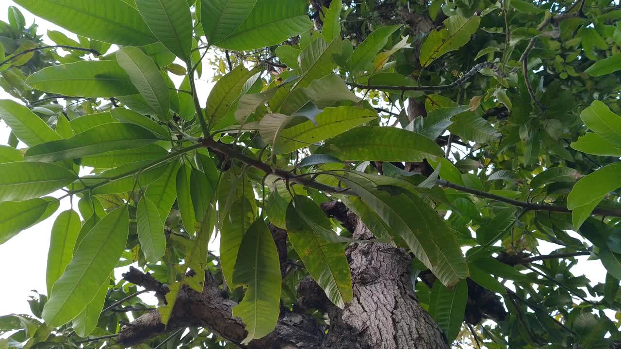 低角度的芒果树(芒果)在村里