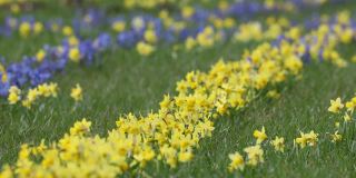 野生水仙花，水仙。一个春天的黄花生长在户外的一个公园在春天的季节
