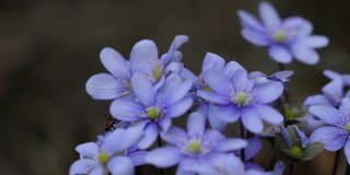 野生自然界中盛开的蓝肝苔花和欧洲火虫。春天的时间。獐耳细辛Nobilis