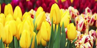 荷兰春光明媚的郁金香田。花卉生意，植物种植。黄色和红色的花朵特写。摄像机跟踪。