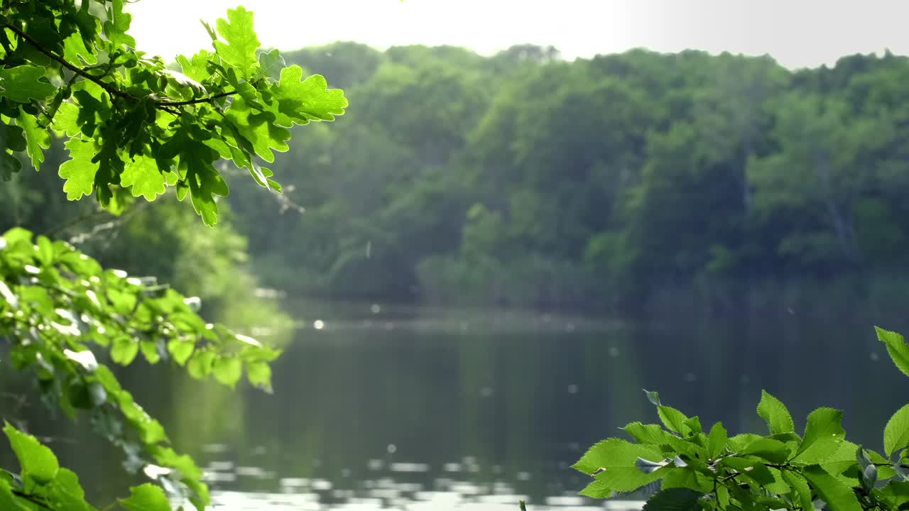 自然河流附近。树上的绿叶在风中摇曳，倒映在水中，阳光透过树叶闪耀。河水在早晨浮出水面。森林里的宁静和自然之美。景观