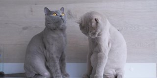 两只漂亮的英国家猫坐在架子上，看着运动。4K