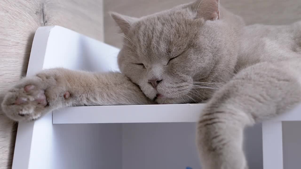 一只灰色家猫在书架上睡觉的有力爪子。4K