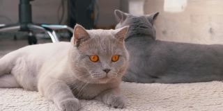 两只棕色大眼睛的英国灰猫正在羊毛地毯上休息
