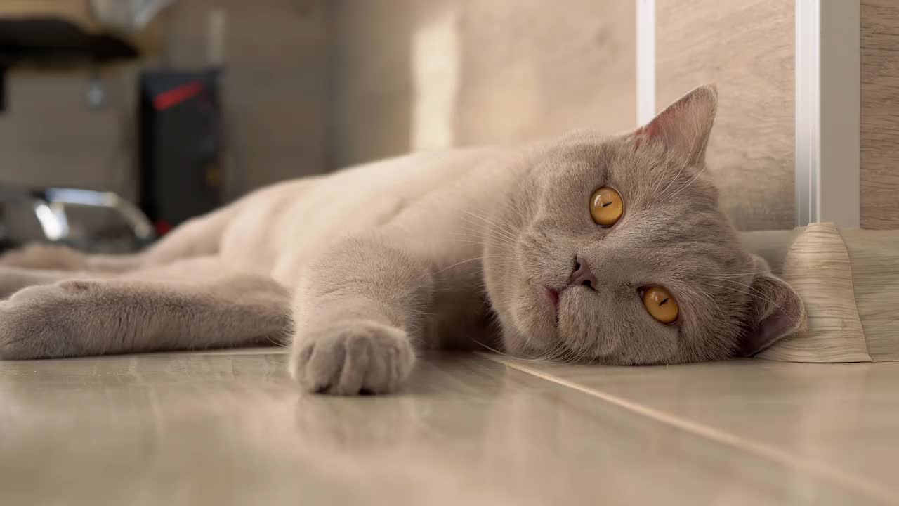英国一只棕色大眼睛的灰色家猫正在地板上休息