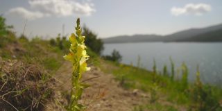 一个难以辨认的女人在湖边徒步旅行，前景是黄色的野花。远离一切。