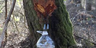 白桦树汁滴在一个塑料瓶里，白桦树覆盖着苔藓，一只苍蝇爬在白桦树上
