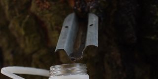 桦树汁滴进塑料瓶，特写