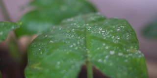 在季风季节，雨滴落在树叶上的特写镜头