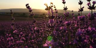 日落时分田野里盛开的薰衣草。普罗旺斯,法国。关闭了。有选择性的重点。缓慢的运动。薰衣草花的春天背景与美丽的紫色和散景灯