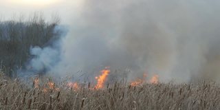 森林草原野火冒出浓烟。燃烧干草和灌木丛。由火焰燃烧的干芦苇