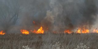 大自然燃烧着火，自然灾害。风暴带来的巨大火焰烧毁了森林草原上的干草和灌木。