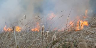 野火在森林草原上蔓延。在自然火中燃烧干草